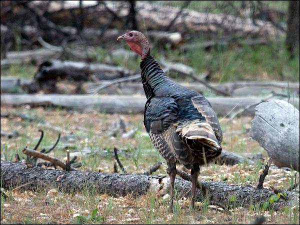 Wild Turkey wild_turkey_68409.psd