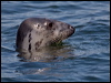 Click here to enter gallery and see photos of: True Seals