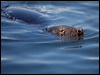 grey_seal_144952
