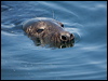 grey_seal_144959