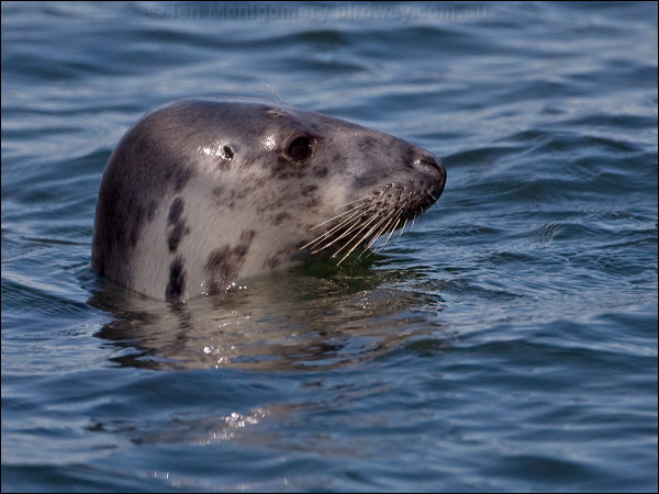 Grey Seal grey_seal_144951.psd