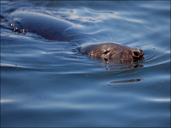 Grey Seal grey_seal_144952.psd