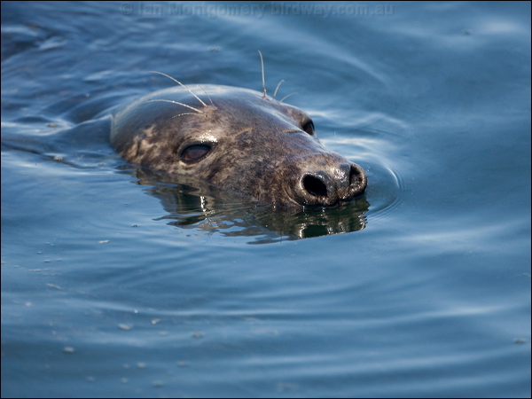 Grey Seal grey_seal_144959.psd