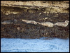 harbour_seal_201373