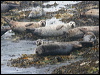 harbour_seal_52357