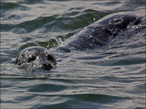 Harbour or Common Seal harbour_seal_107633.psd