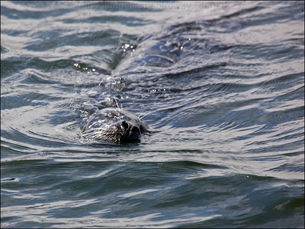 Harbour or Common Seal harbour_seal_107634.psd