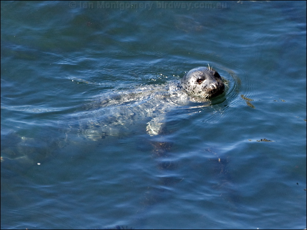 Harbour or Common Seal harbour_seal_108664.psd