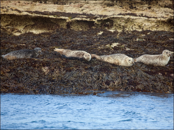 Harbour or Common Seal harbour_seal_201373.psd