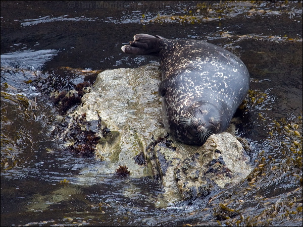 Harbour or Common Seal harbour_seal_69712.psd