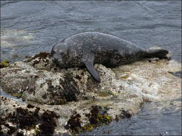 Harbour or Common Seal harbour_seal_69720.psd