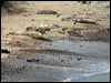 Click here to enter gallery and see photos/pictures/images of Northern Elephant Seal
