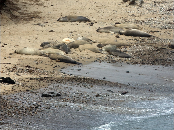 Northern Elephant Seal north_elephant_seal_107747.psd