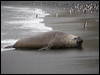 south_elephant_seal_125787