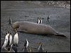 south_elephant_seal_125811