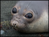 south_elephant_seal_126032