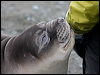 south_elephant_seal_126219