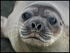 south_elephant_seal_126225