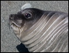 south_elephant_seal_126434