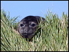 south_elephant_seal_126575