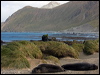 south_elephant_seal_126603