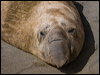 south_elephant_seal_126615