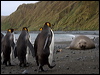 south_elephant_seal_133885