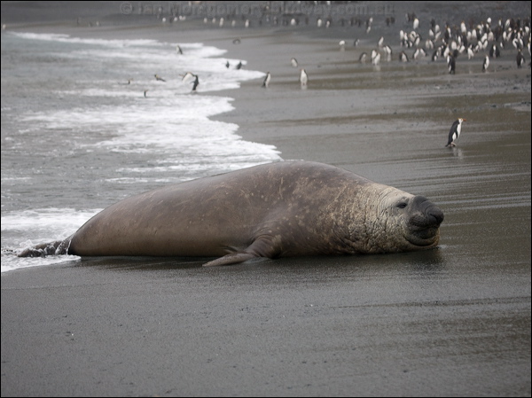 Southern Elephant Seal south_elephant_seal_125787.psd