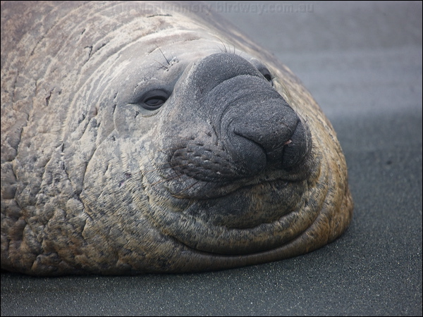 Southern Elephant Seal south_elephant_seal_125796.psd