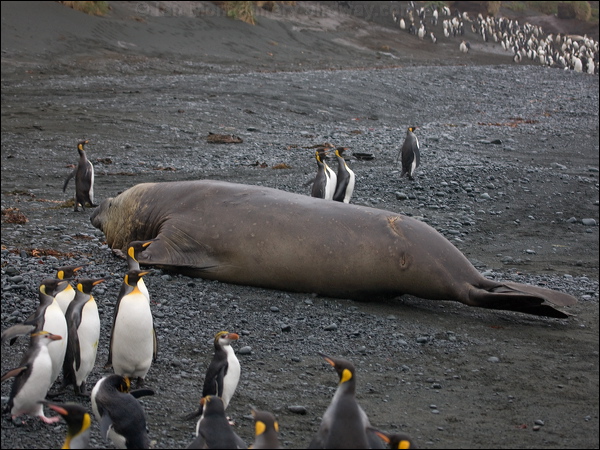 Southern Elephant Seal south_elephant_seal_125811.psd