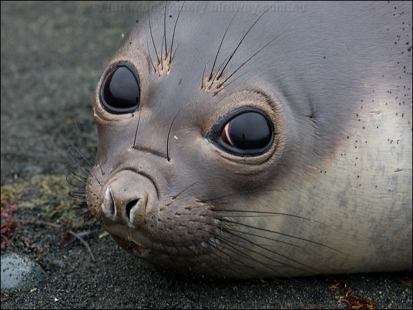 Southern Elephant Seal south_elephant_seal_126032.psd