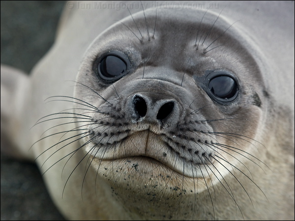 Southern Elephant Seal south_elephant_seal_126225.psd