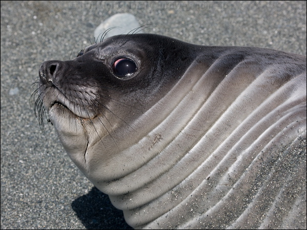 Southern Elephant Seal south_elephant_seal_126434.psd