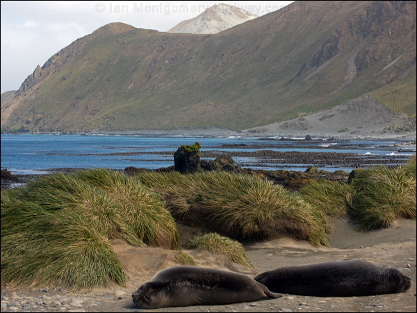 Southern Elephant Seal south_elephant_seal_126603.psd