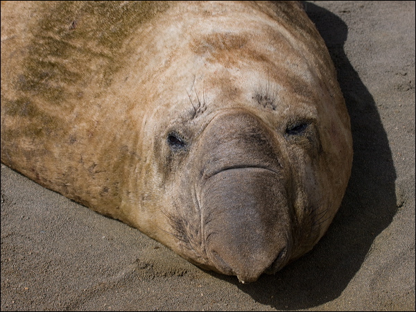 Southern Elephant Seal south_elephant_seal_126615.psd