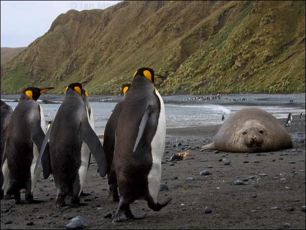 Southern Elephant Seal south_elephant_seal_133885.psd