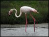 greater_flamingo_04774