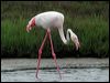 greater_flamingo_04777