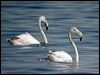 greater_flamingo_04843