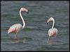 greater_flamingo_160358