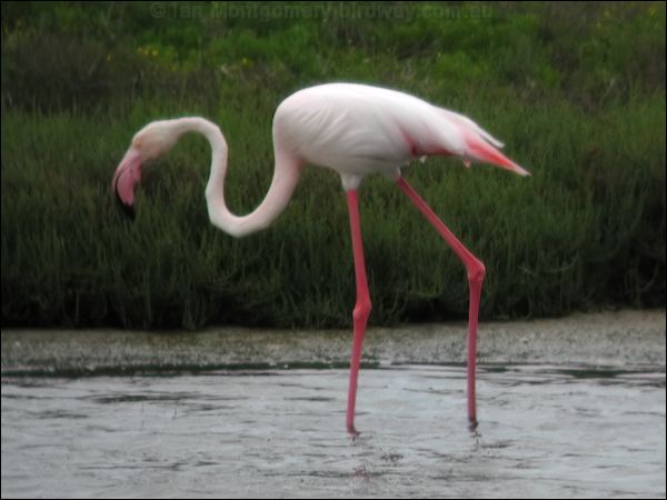 Greater Flamingo greater_flamingo_04774.psd