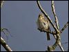 chiffchaff_130006