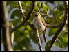 chiffchaff_130012