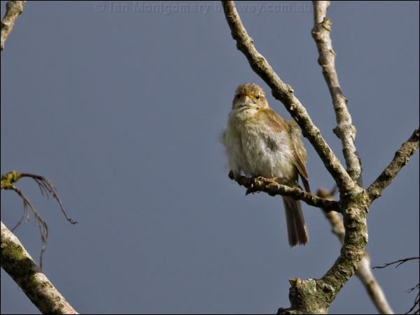 Common Chiffchaff chiffchaff_130006.psd