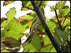 willow_warbler_20242