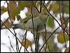 willow_warbler_51554