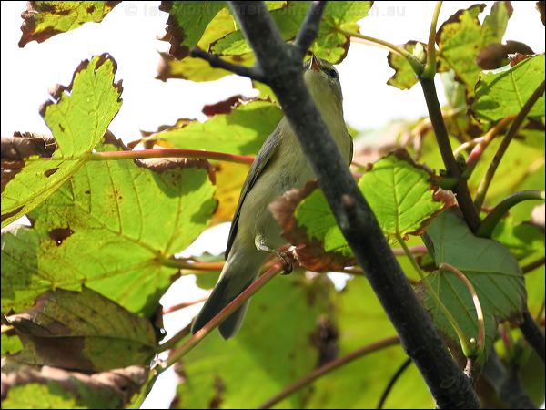 Willow Warbler willow_warbler_20242.jpg