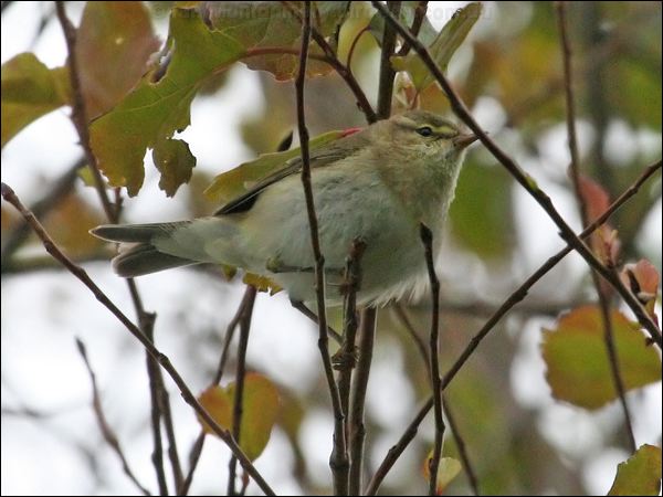 Willow Warbler willow_warbler_51554.jpg