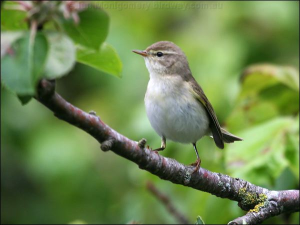 Willow Warbler willow_warbler_52664.jpg