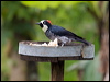 acorn_woodpecker_111670